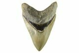 Serrated, Fossil Megalodon Tooth - Indonesia #279213-1